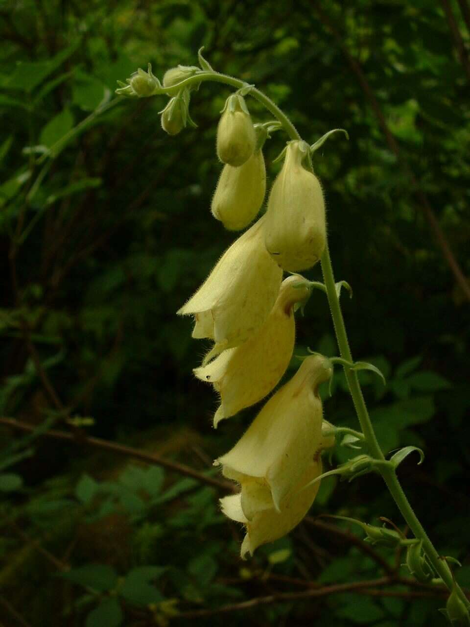 Imagem de Digitalis grandiflora Mill.