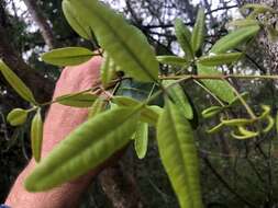 Image of Dinosperma erythrococcum (F. Müll.) T. G. Hartley