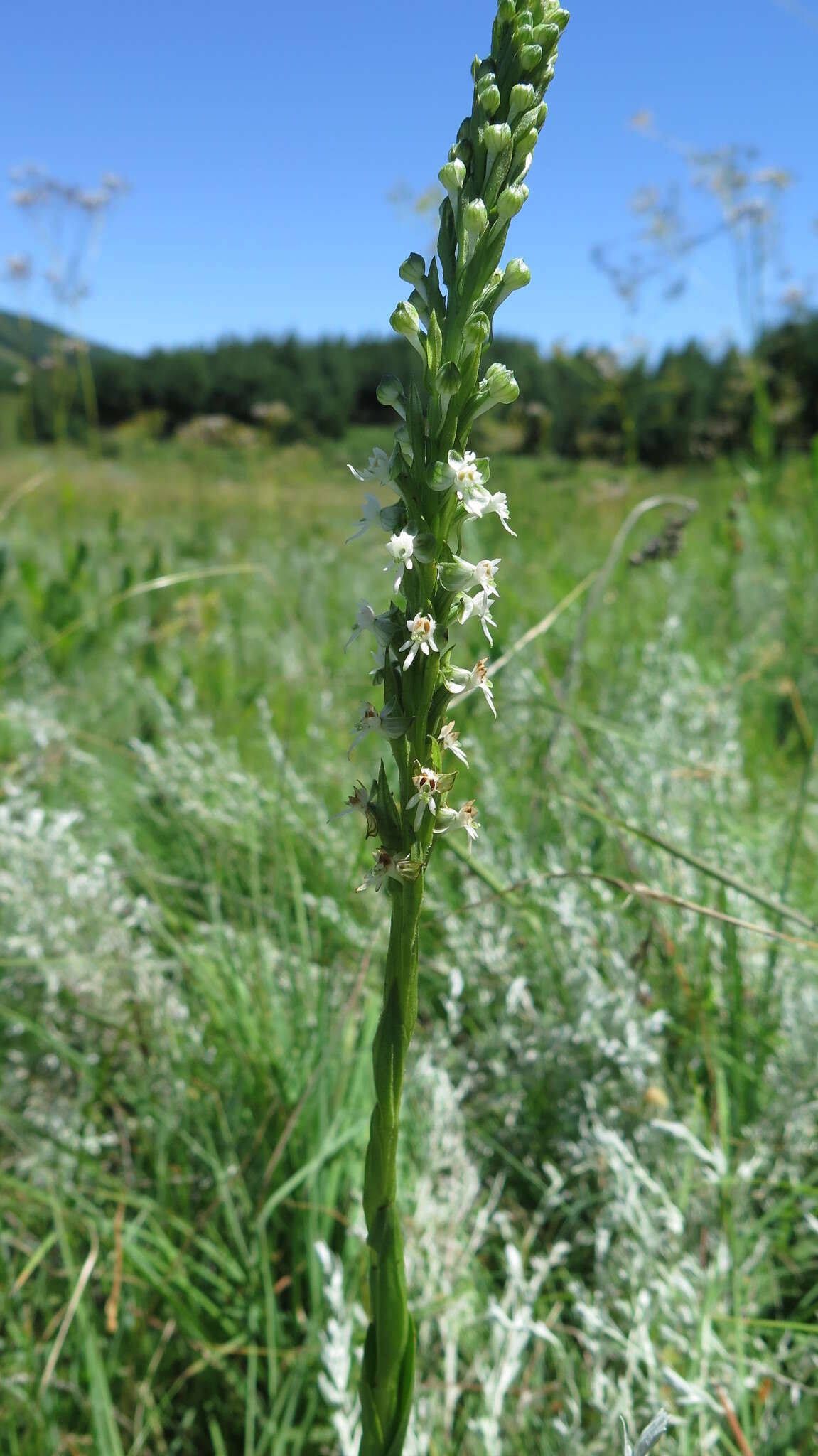 Plancia ëd Habenaria dives Rchb. fil.