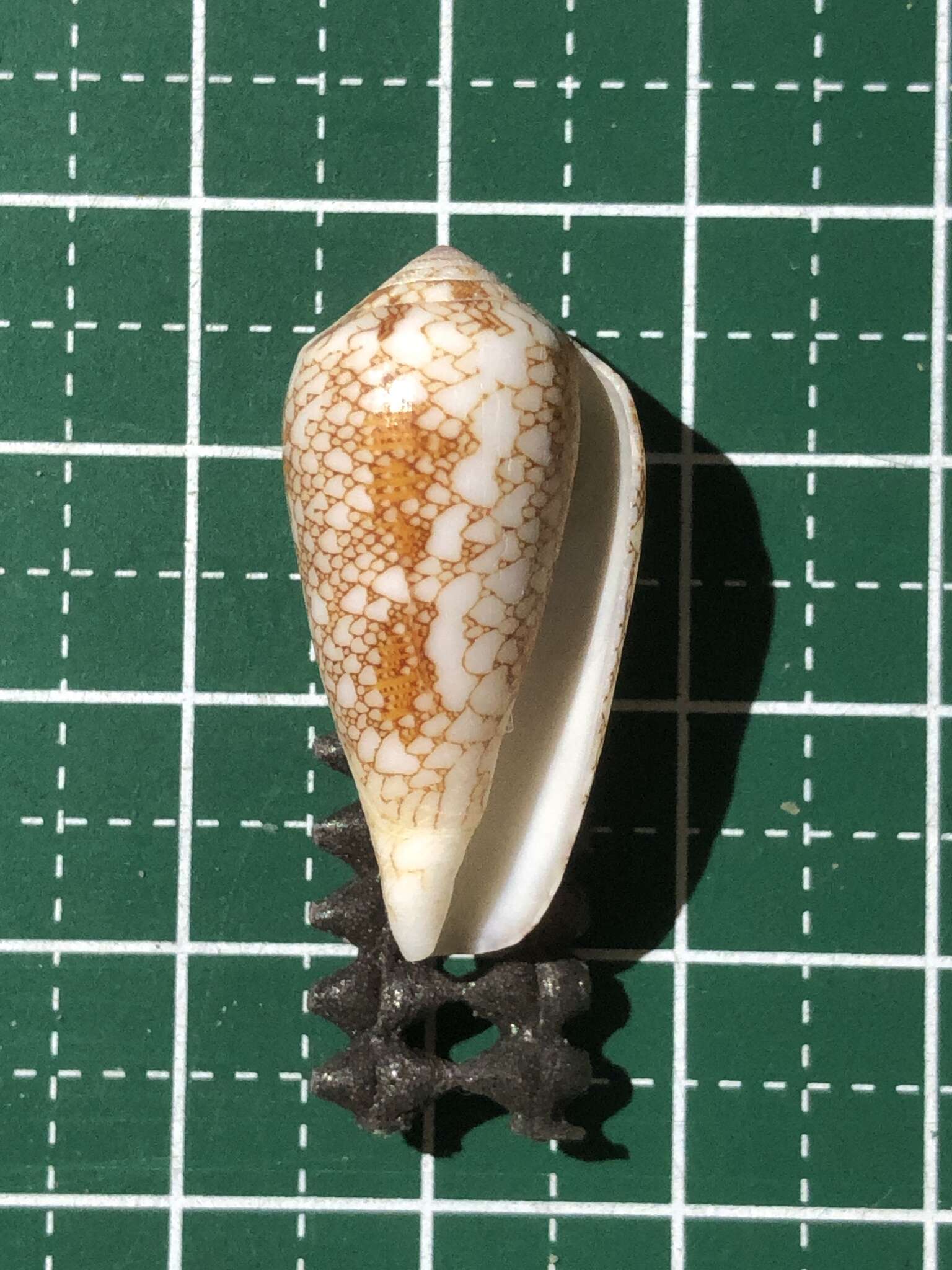 صورة Conus omaria Hwass ex Bruguière 1792