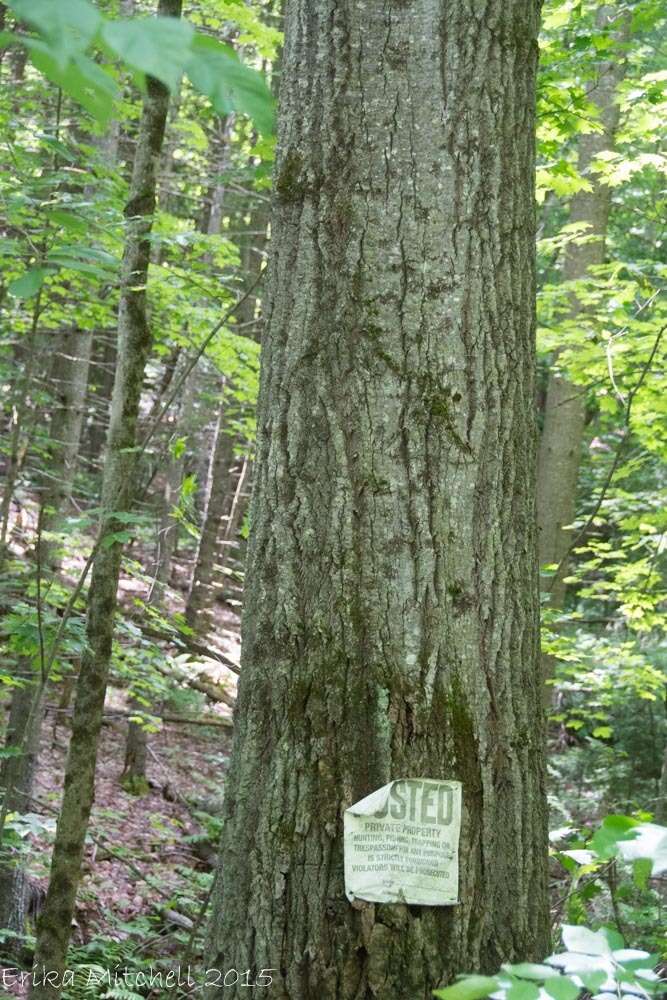 Image of bigtooth aspen