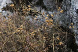 Image of Rumia crithmifolia (Willd.) Koso-Pol.