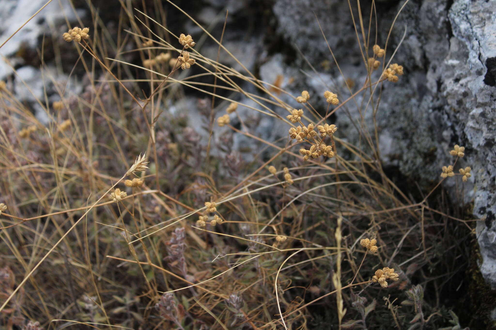 Image de Rumia crithmifolia (Willd.) Koso-Pol.