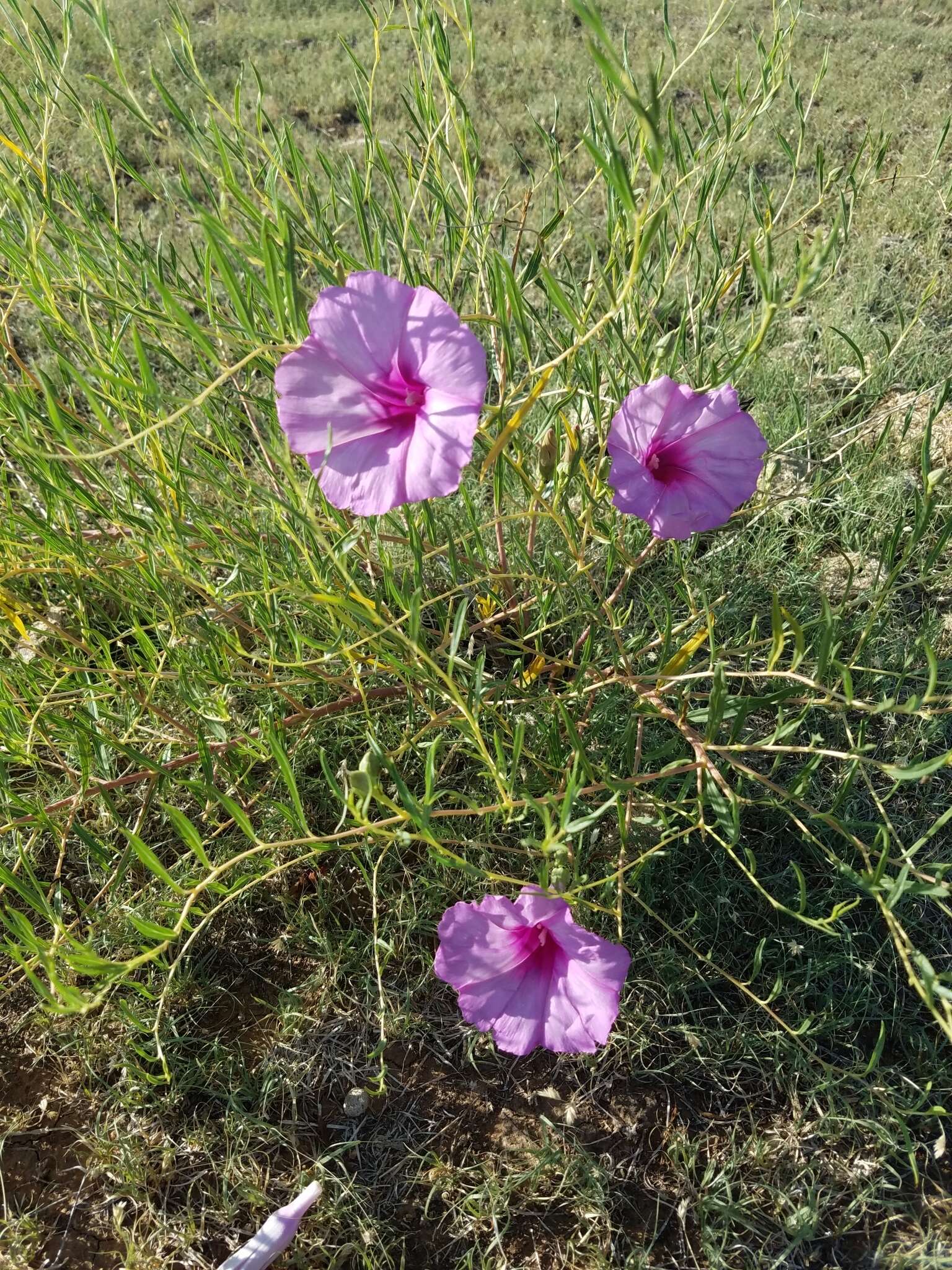 Ipomoea leptophylla Torr.的圖片