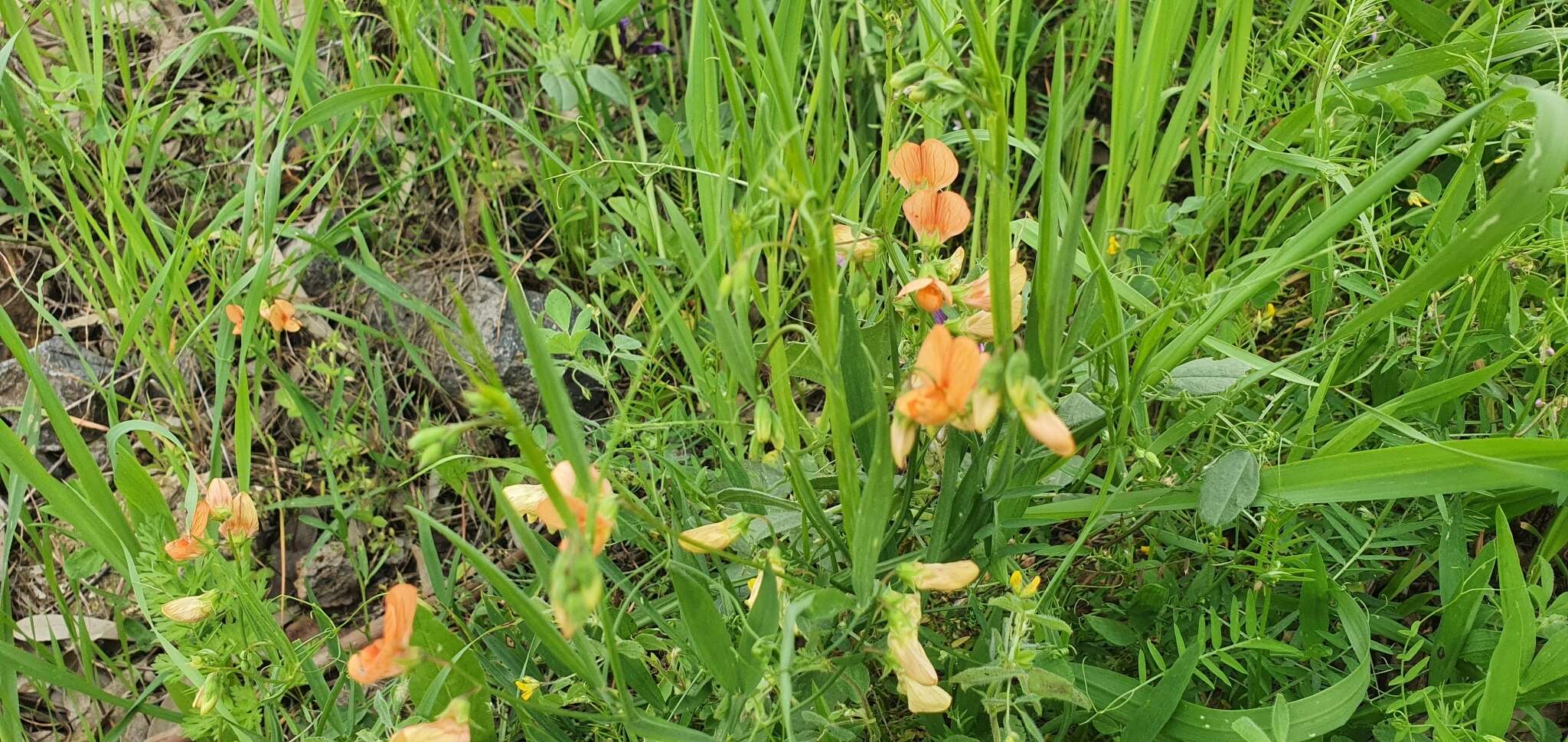 Imagem de Lathyrus hierosolymitanus Boiss.