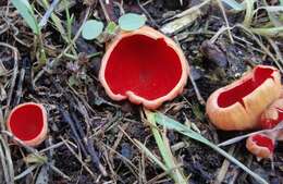 Image of scarlet cup