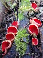 Image of scarlet cup