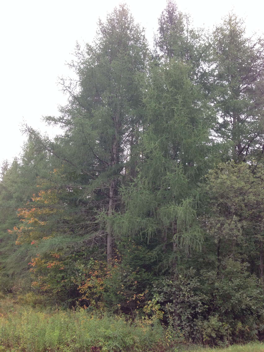 Image of American Larch