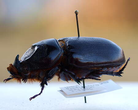 Image of Asian rhinoceros beetle