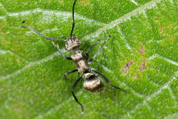 Image de Polyrhachis cupreata Emery 1895