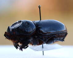 Image of Asian rhinoceros beetle