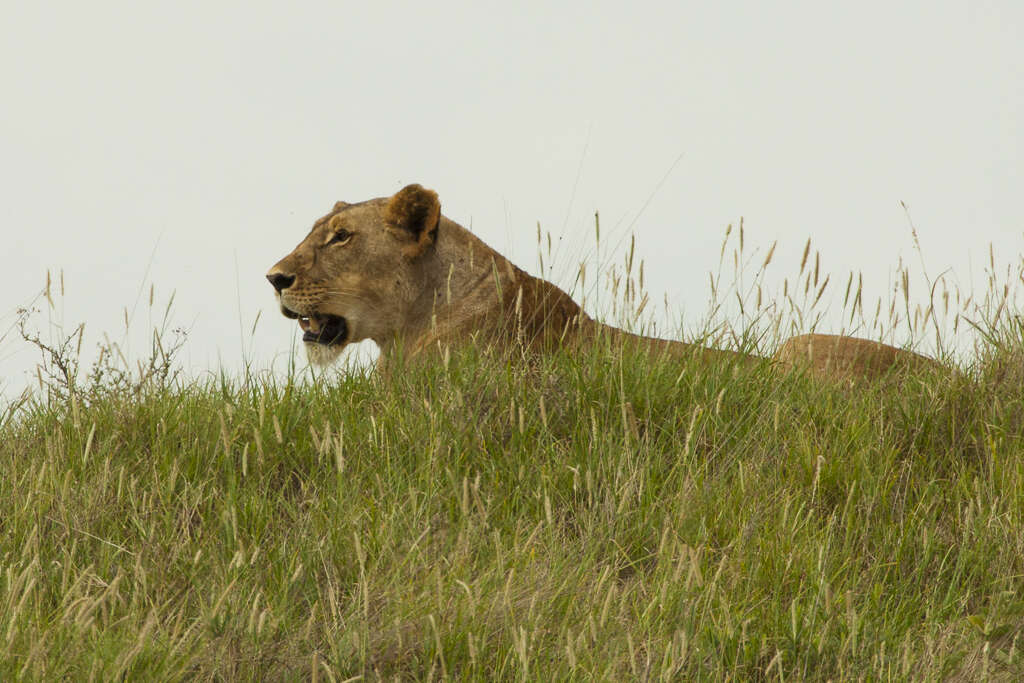 Image of Lion