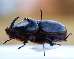 Image of Asian rhinoceros beetle