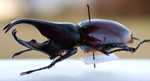 Image of Elephant Beetle