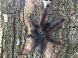 Image of Antilles pinktoe tarantula