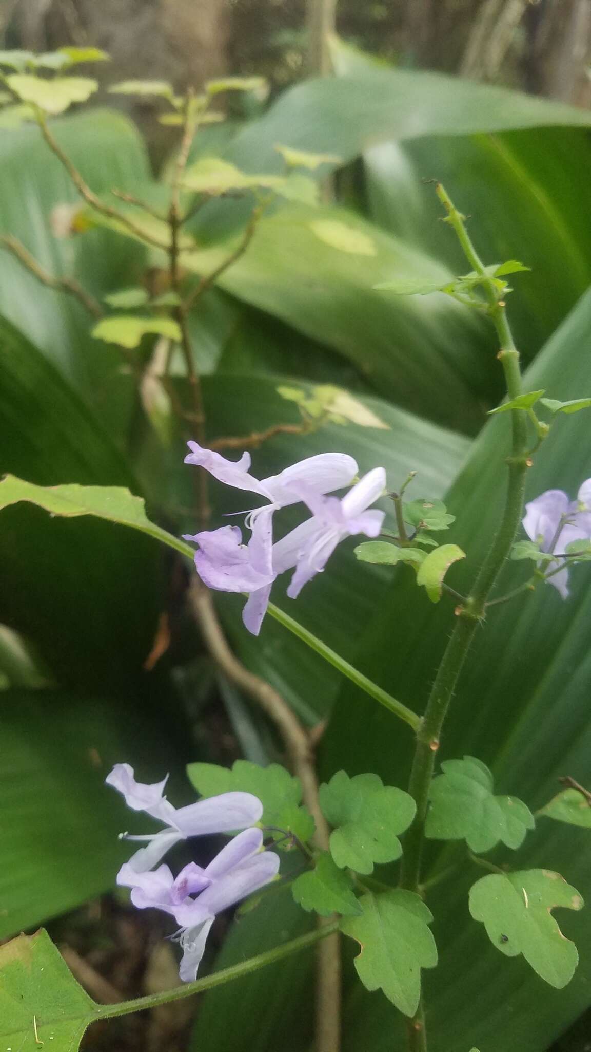 Image de Plectranthus saccatus Benth.