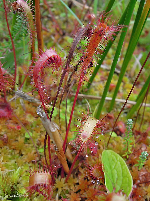 صورة Drosera anglica Huds.