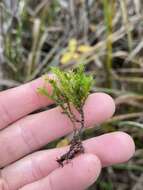 Image of Frye's limbella moss