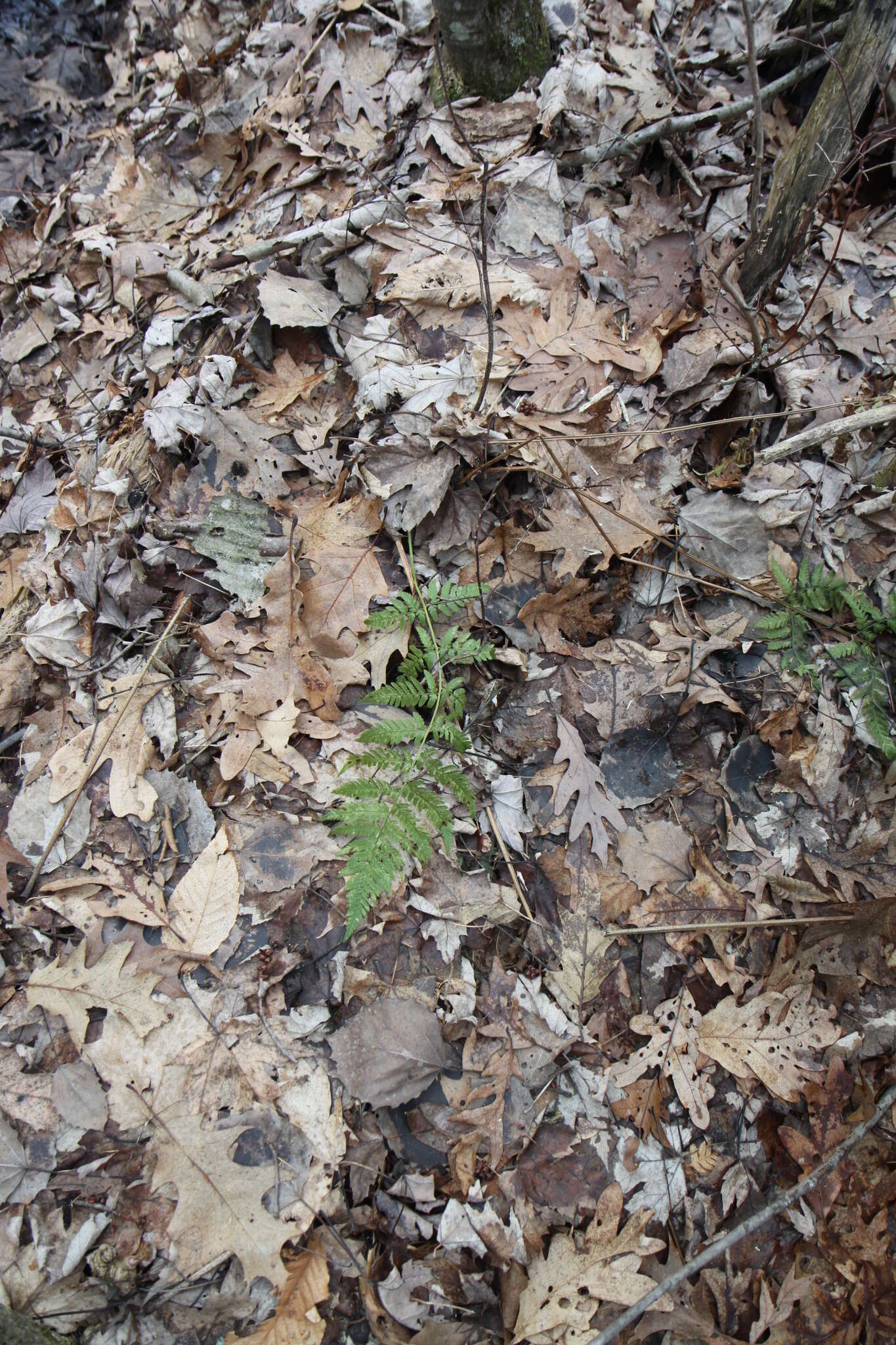 Image de Dryopteris triploidea Wherry