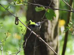 Image of Blackcap