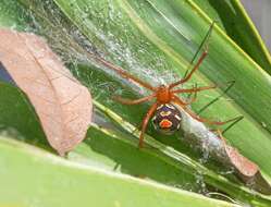 Latrodectus bishopi Kaston 1938的圖片