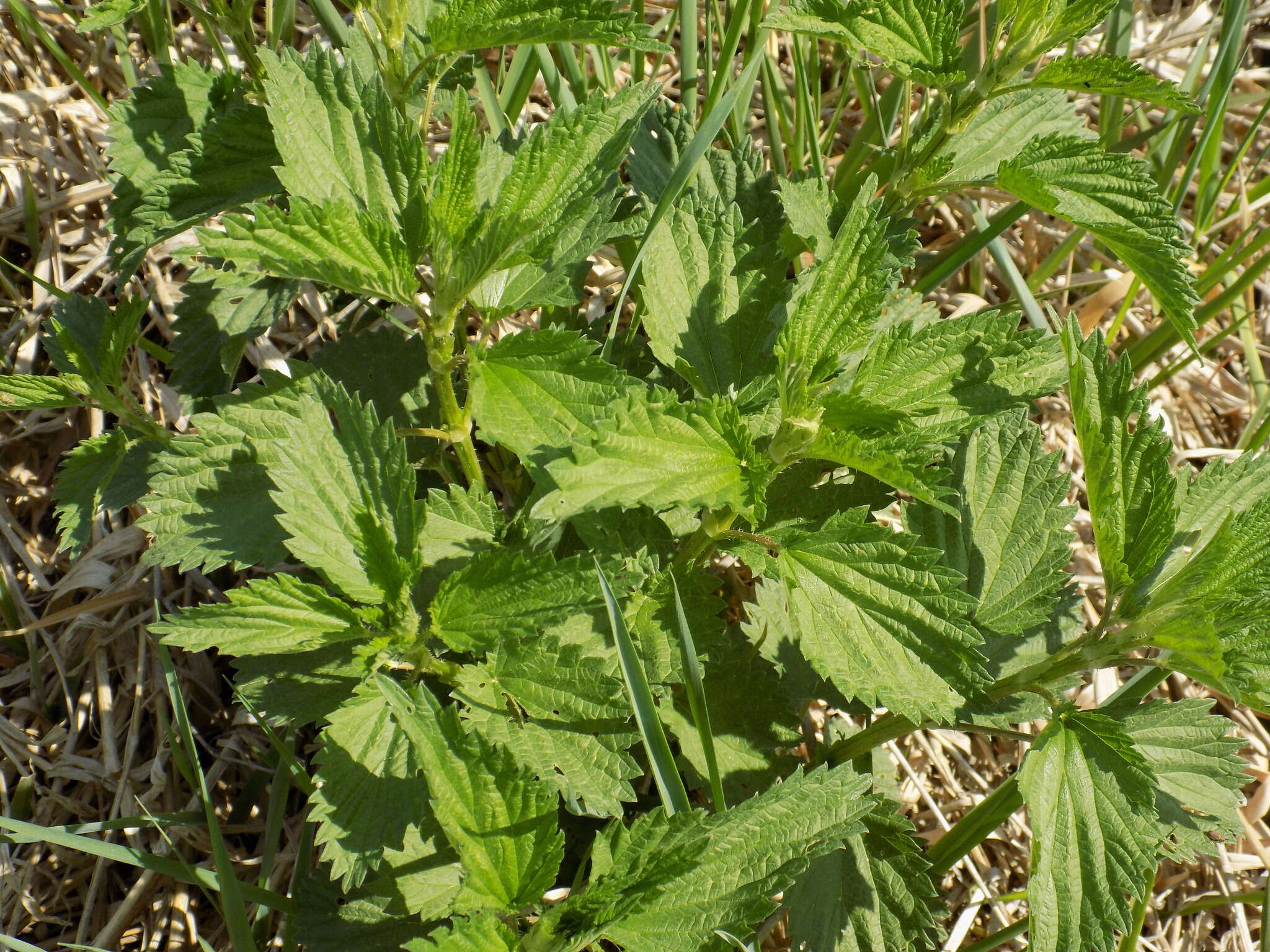 Image de Verbena urticifolia L.