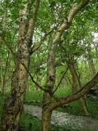 Image of Szechuan white birch