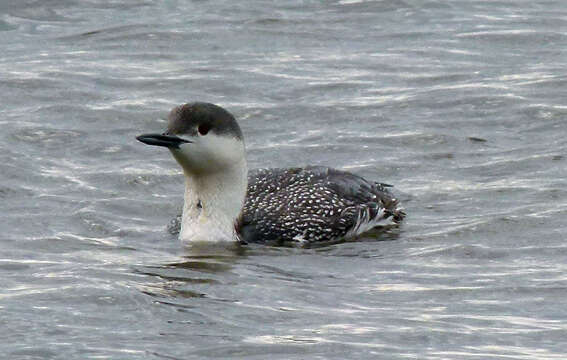 Image of Red-throated Diver