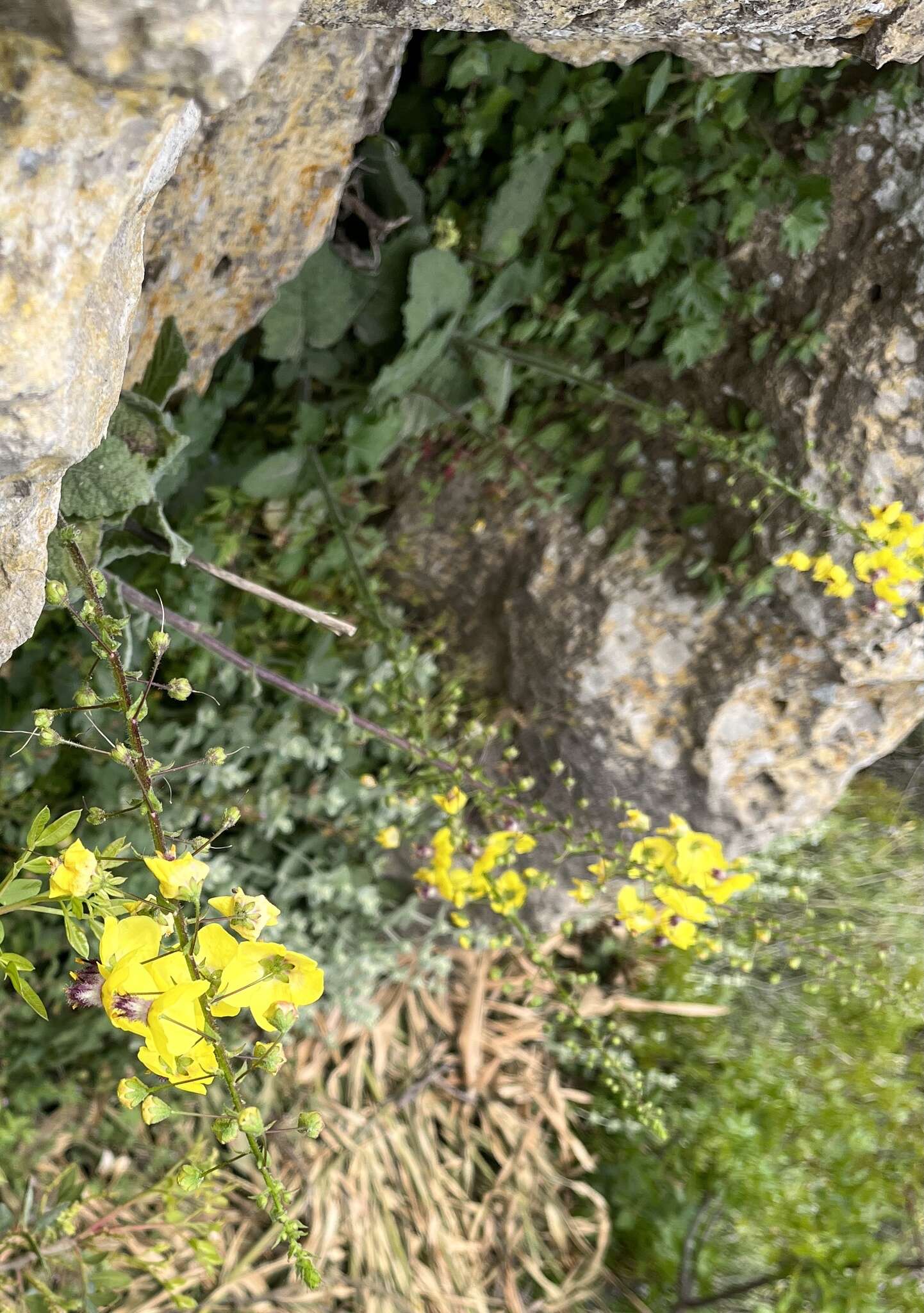 Image of Verbascum arcturus L.