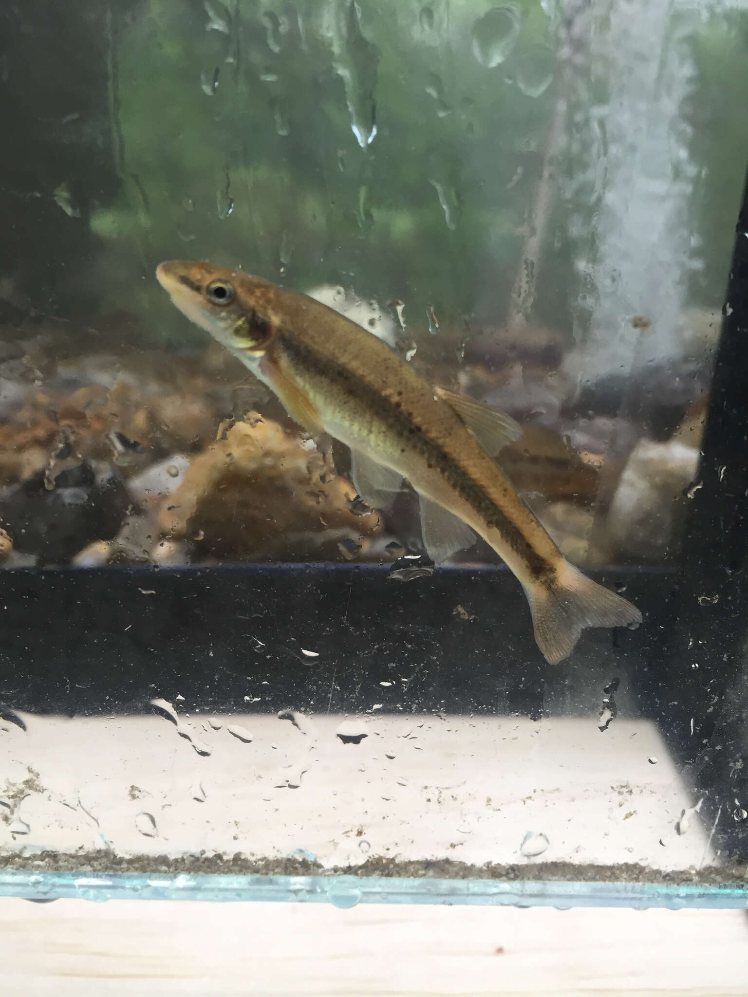 Image of Longnose Dace