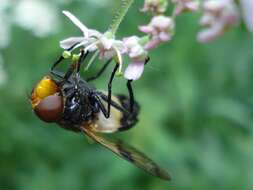 Image of gread pied hoverfly