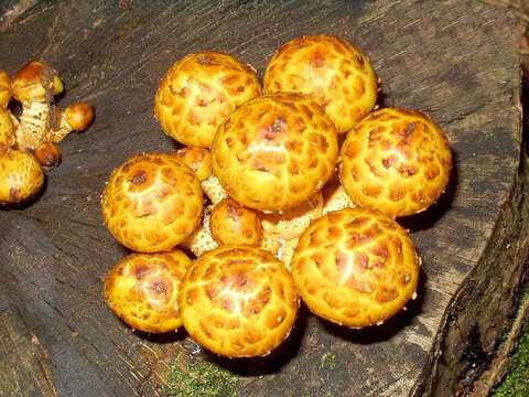 Image of Pholiota aurivella (Batsch) P. Kumm. 1871