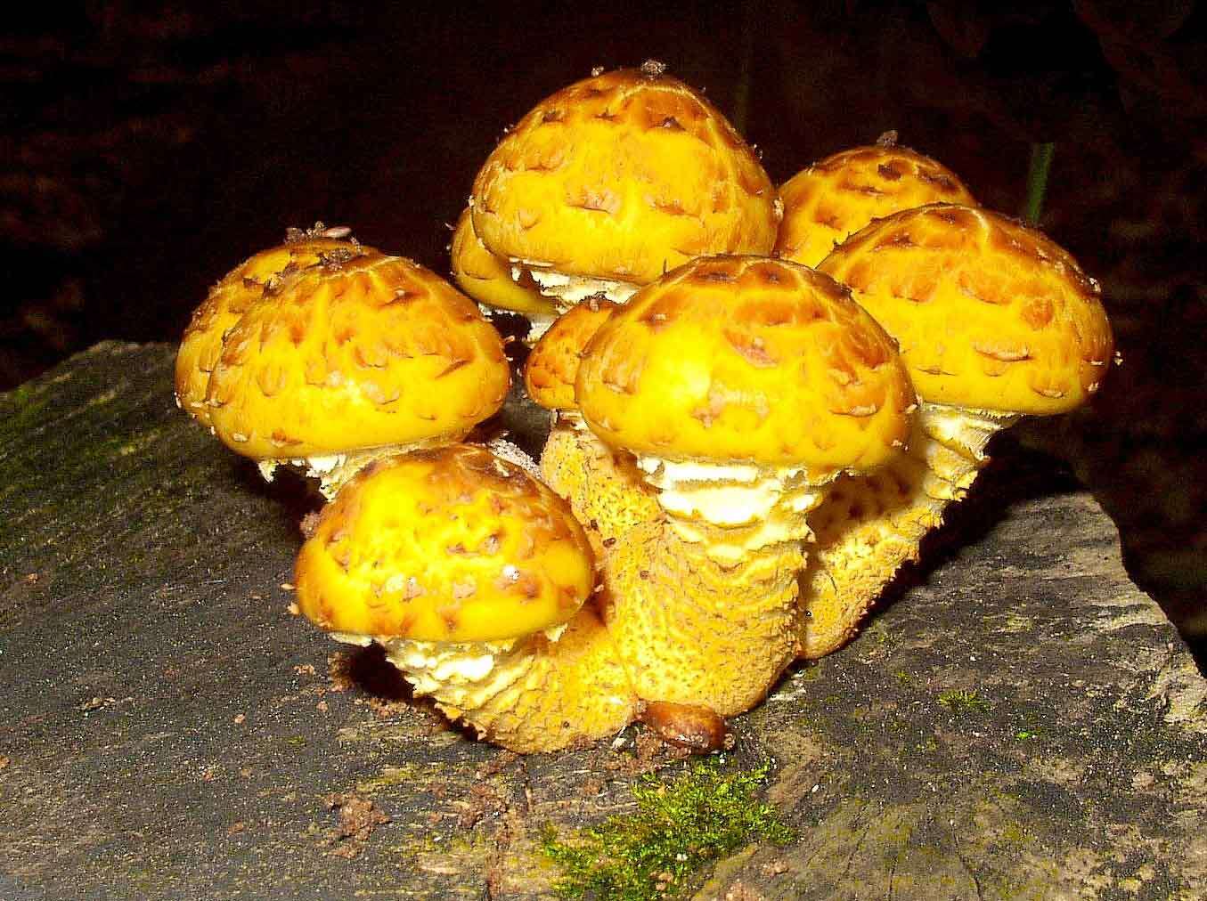 Image of Pholiota aurivella (Batsch) P. Kumm. 1871