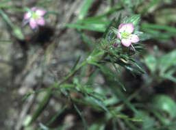 Plancia ëd Spergularia rubra (L.) J. Presl & C. Presl