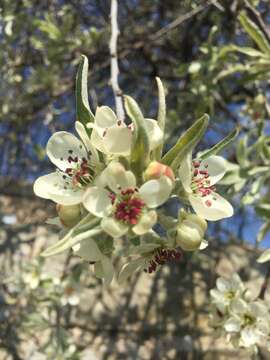 Plancia ëd Pyrus salicifolia Pall.