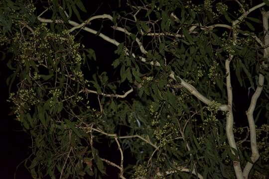 Image of Spectacled Flying Fox