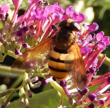 Image of lesser hornet hoverfly