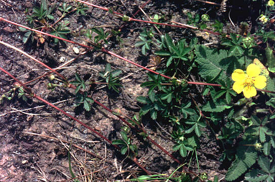 Imagem de Potentilla reptans L.