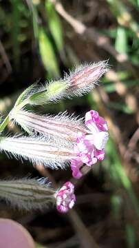 Image de Silene bellidifolia Jacq.