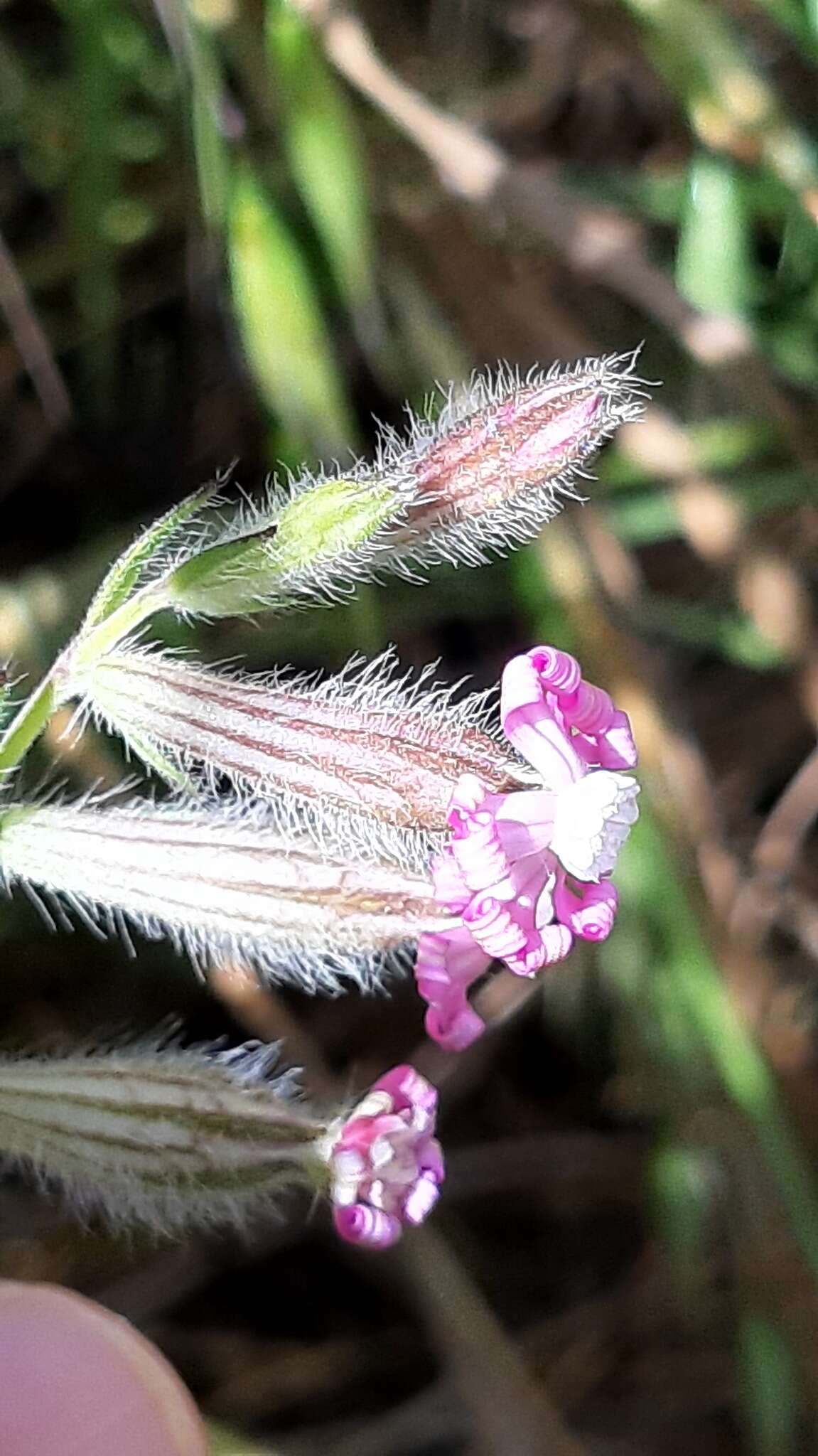 Silene bellidifolia Jacq.的圖片