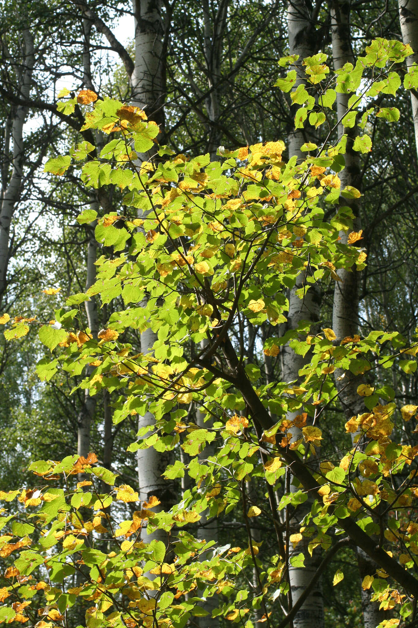 Image of Tilia amurensis var. sibirica (Fisch. ex Bayer) Y. C. Zhu