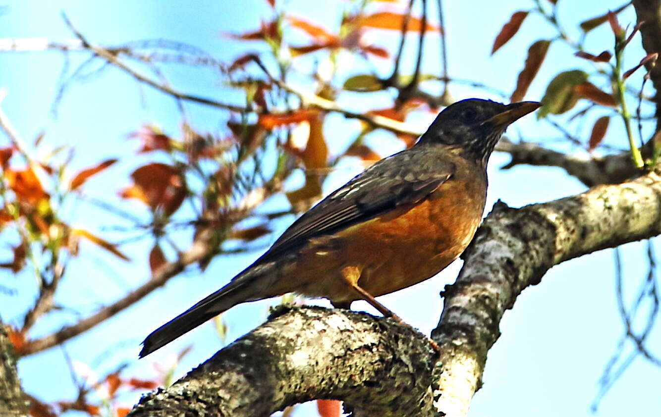 Image of Turdus olivaceus pondoensis Reichenow 1917