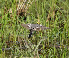Image of Citrine Wagtail