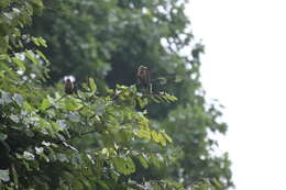 Image of Naked-faced Barbet