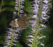 Image of Lobocla bifasciatus Bremer & Grey 1853