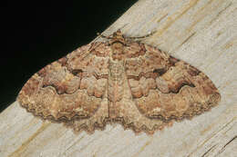 Image of Tissue Moth