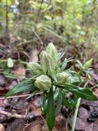 Image de Gentiana villosa L.