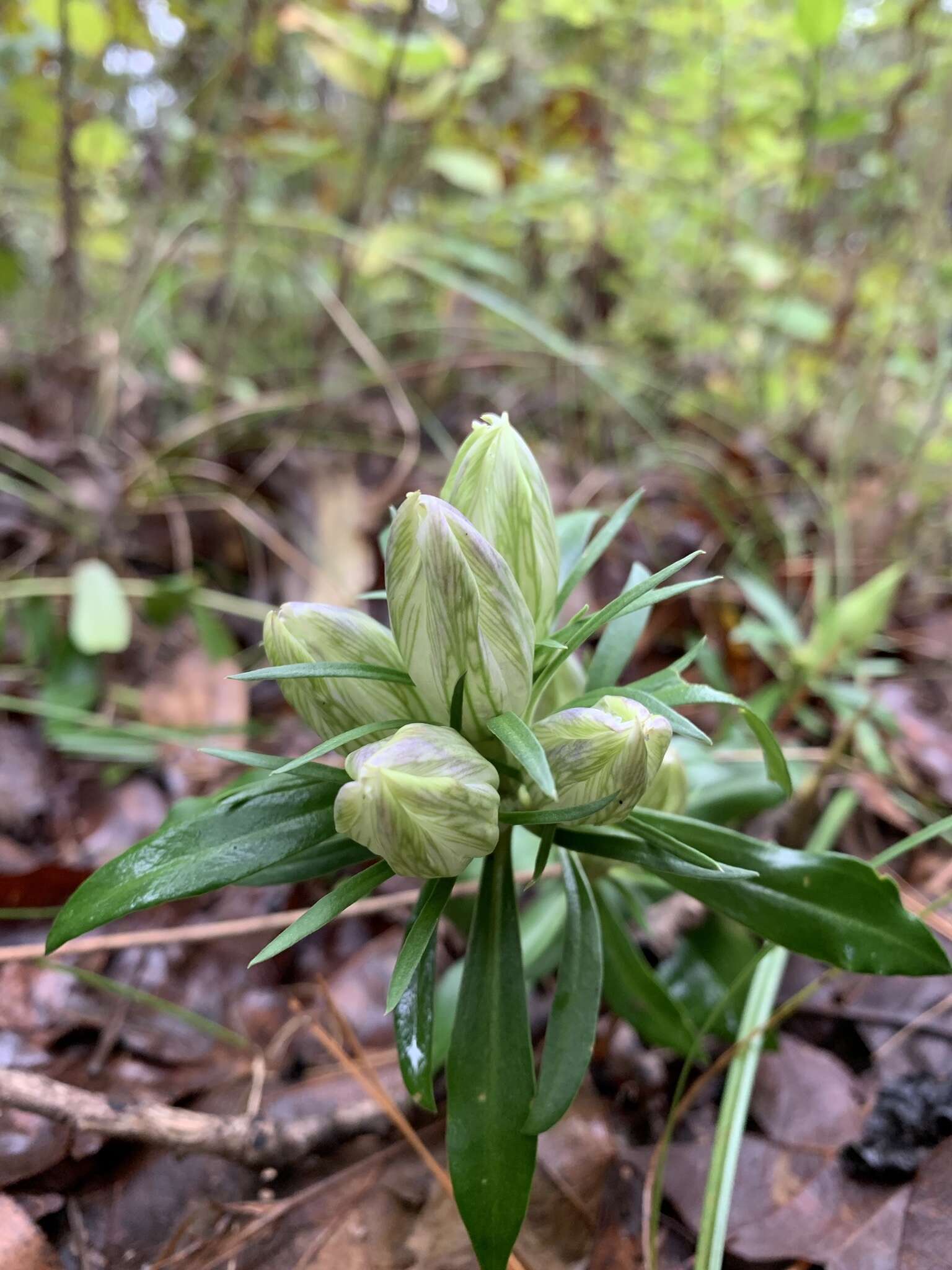 Image de Gentiana villosa L.