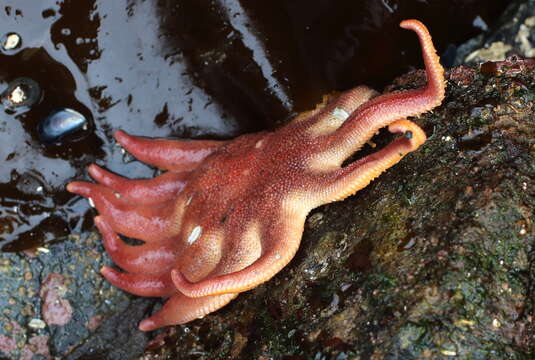 Image of Morning sun star