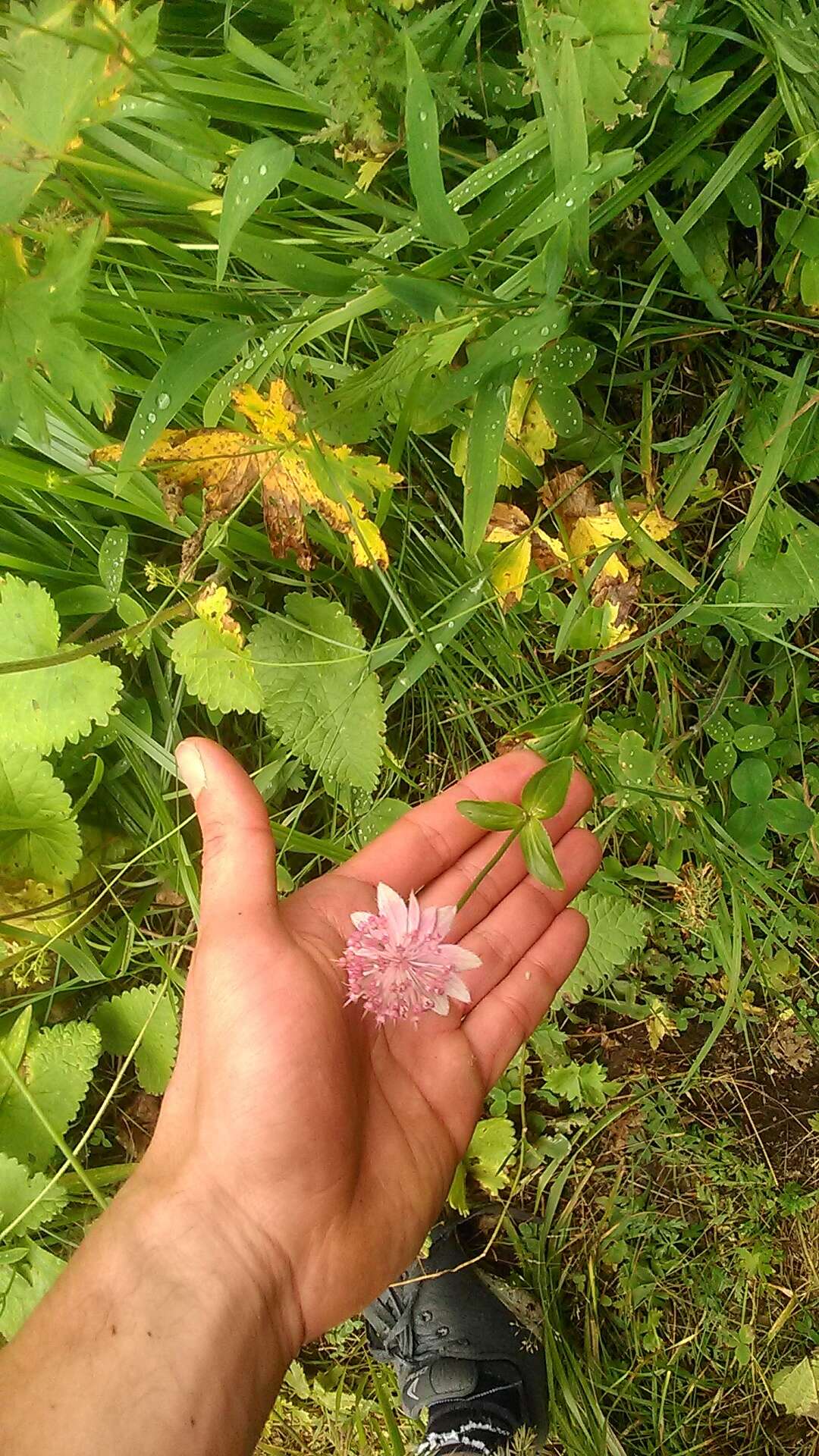 Imagem de Astrantia maxima Pall.